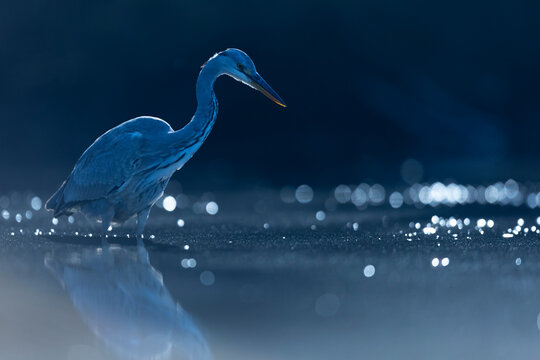 Ardea cinerea