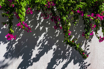 Green plants on fence white wall