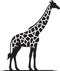 Naklejka premium a safari giraffe vector silhouette, vector black color silhouette, isolated white background. 