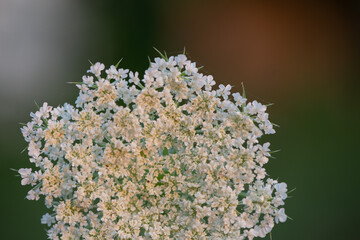 queen Anne's lace flower