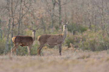 Red deer