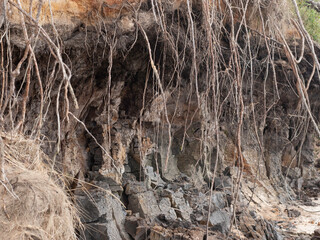 dry grass in the forest