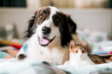 Obraz na płótnie Canvas cute little cat and dog in bed at home