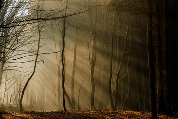 foggy forest in late autumn