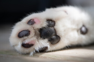 cat paw