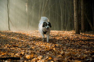 happy white dog playing in foggy forest in late autumn