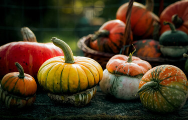 autumn decorative pumpkins. Thanksgiving or Halloween holiday  harvest concept.