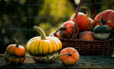 autumn decorative pumpkins. Thanksgiving or Halloween holiday  harvest concept.