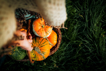 awoman holding autumn decorative pumpkins. Thanksgiving or Halloween holiday  harvest concept.