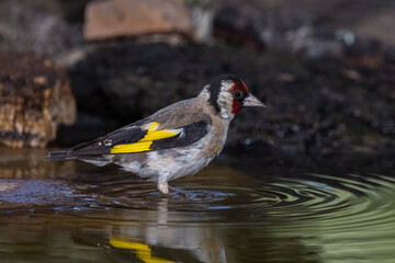 European goldfinch. (Carduelis carduelis).