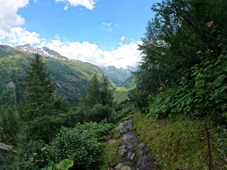 forest in the mountains