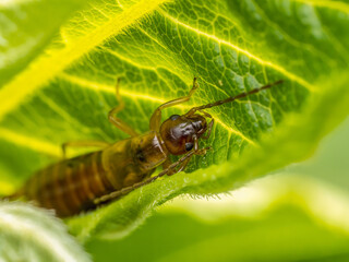 Common earwig hiding in the plant leaf