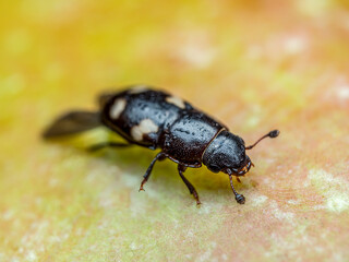 Naklejka premium Four-spotted Sap Beetle on apple skin