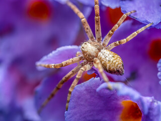 Turf Running Spider among violet flower petals