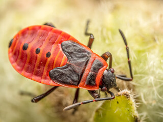 Firebug sitting on green leaf