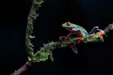 Red eyed tree frog (Agalychnis callidryas) sitting on a branch near Sarapiqui in Costa Rica