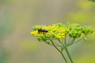 close-up of a honey bee (Apis mellifera) feeding on wild parsnip (Pastinaca sativa) flowers