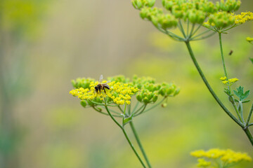 close-up of a honey bee (Apis mellifera) feeding on wild parsnip (Pastinaca sativa) flowers