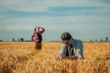 Male and female farmers inspecting ripe wheat crops in ripe plantation field. Agricultural workers examining golden harvest under sunny sky