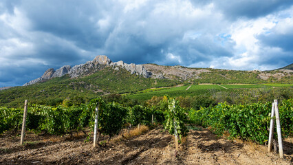 Vineyard in summer in the mountains on a sunny day