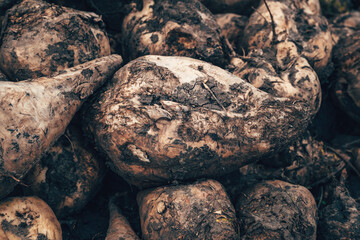 Closeup of sugar beet root crop on a pile after harvest, dirty Beta Vulgaris roots
