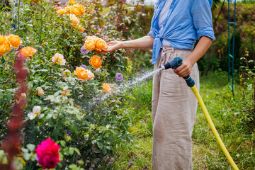 Close up of garden water hose in gardener's hands. Woman watering flowering roses with pipe in...