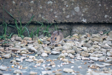 close-up of a wood mouse (long tailed field, Apodemus sylvaticus) feeding in a garden patio area