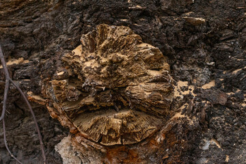 close up of mushroom