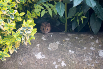close-up of a wood mouse (long tailed field, Apodemus sylvaticus) feeding in a garden patio area