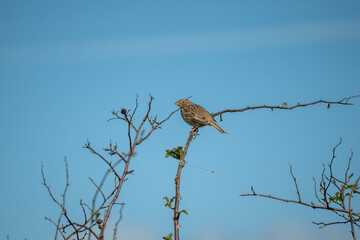 close-up of corn bunting (Emberiza calandra)