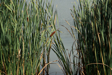 Cattails on the shore of a lake in the autumn.