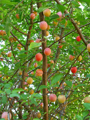 Cherry plum tree with many ripening fruits