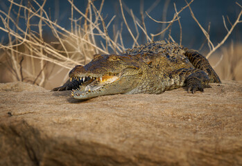 Mugger crocodile Crocodylus palustris medium-sized broad-snouted crocodile, also Mugger or Marsh Crocodile, native to freshwater habitats from Iran to India, open jaws on the ground