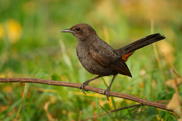 Indian robin Copsychus fulicatus passarine bird in Muscicapidae, widespread in the Indian subcontinent across Bangladesh, Bhutan, India, Nepal, Pakistan and Sri Lanka