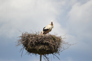 White Stork