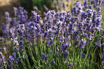 Lavender Field in the summer.