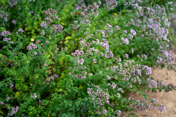 oregano plant in bloom (Origanum vulgare)