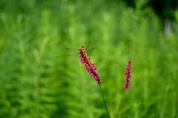 closeup image of a dragonfly (Anisoptera) sitting on a flower
