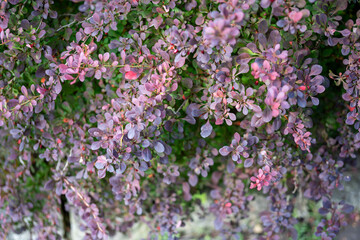 Obraz premium detail photograpy of a barberry plant (Berberis)