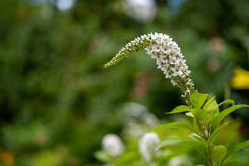 macro photography of white.Candelabra honorary award plant