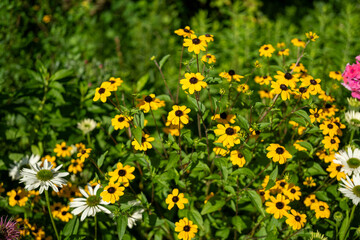 Obraz premium group of yellow flowers in the garden