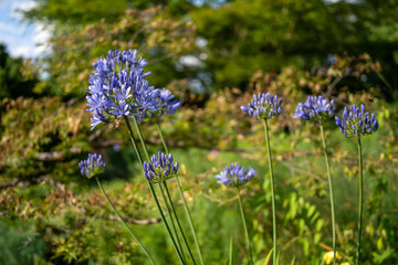 image of a group of.african lily plants (agapanthus africanus)