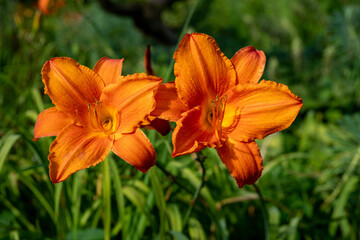 image of two orange day-lily flowers (hemerocallis) in bloom
