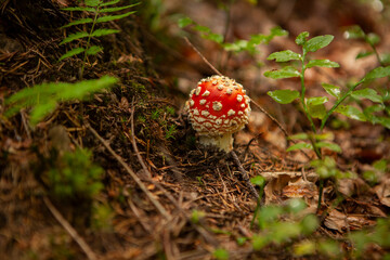 A small, red mushroom. Poisonous Amanita muscaria, dangerous to health, psychotropic product growing in the forest