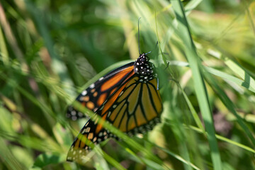 monarch butterfly in grass