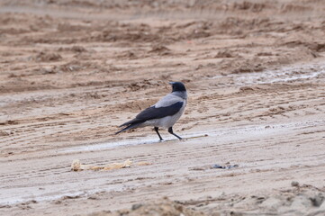 Crow