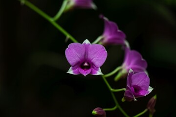 Cooktown orchid, Dendrobium bigibbum