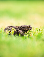 Toad in wet summer grass.