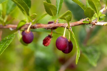Fruit of a Prinsepia uniflora