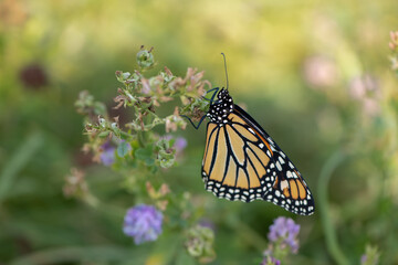 monarch butterfly in field